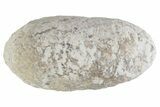 Eocene Fossil Crocodile Egg - Bouxwiller, France #366869-1